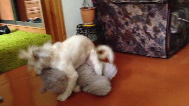 IMG 3659 смотреть онлайн