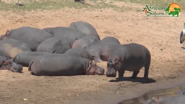 Hippopotamus (Hippopotamus amphibius) смотреть онлайн