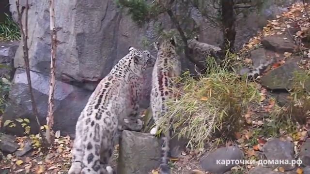 Карточки Домана. Животные. Дымчатый леопард, снежный барс, сервал, оцелот