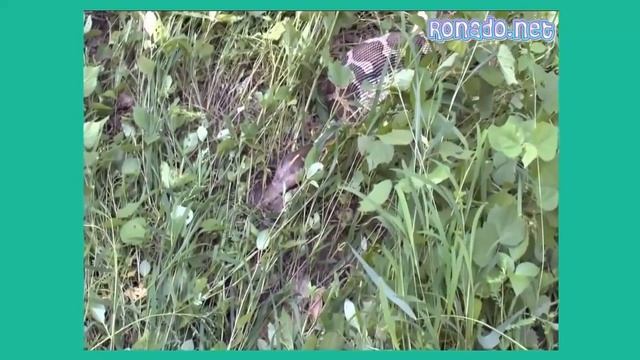 Питон убивает и заглатывает sambar оленей животное нападает животные атакуют смотреть онлайн