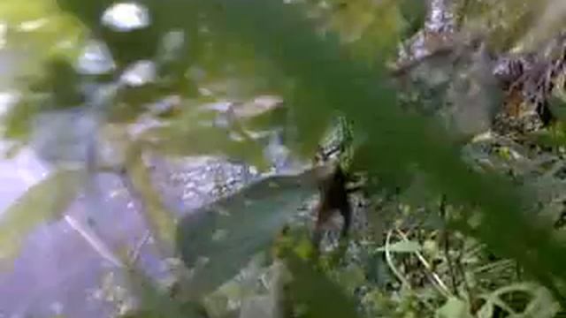 Паук огромный у воды смотреть онлайн