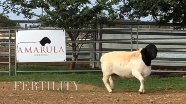 2019 Drop, Amarula Dorper and White Dorper Sale Rams 2020 смотреть онлайн