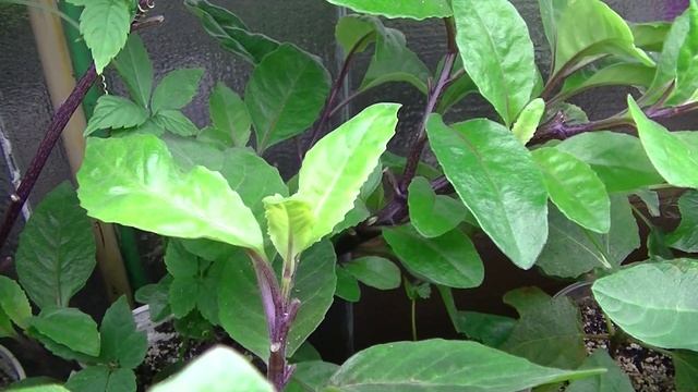 Gynura Procumbens (Longevity Spinach) смотреть онлайн