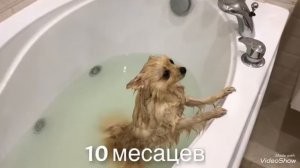 Как менялся немецкий шпиц от 3 месяца до 1 год  3  месяцев