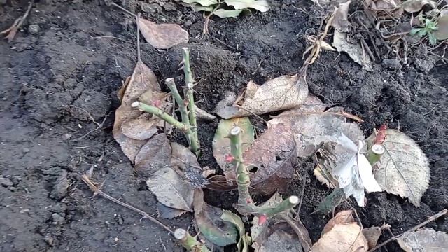 23 февраля, прогулка по саду, убрали ёлку! смотреть онлайн