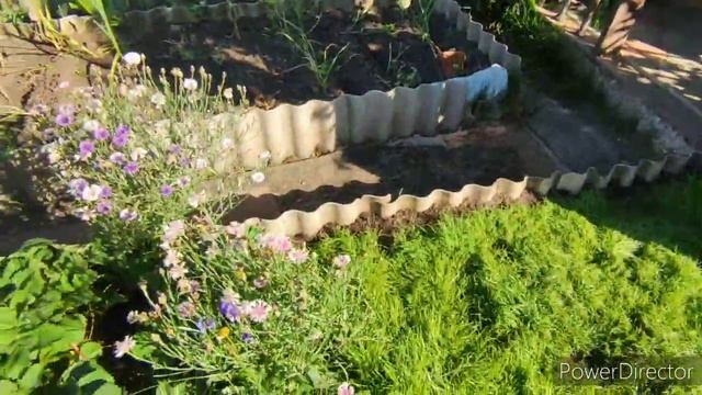 Мои бегонии на стене, белеконии и клубневые на огороде, газон пора косить смотреть онлайн