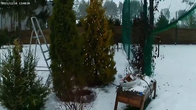 новогодние туи на улице. Наряжаем тую гирляндой. Украшаем тую туи елку сосну дерево на новый год смотреть онлайн