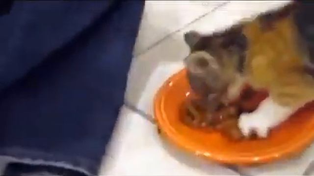 Кошка охраняет свою еду. Никому не дам! смотреть онлайн