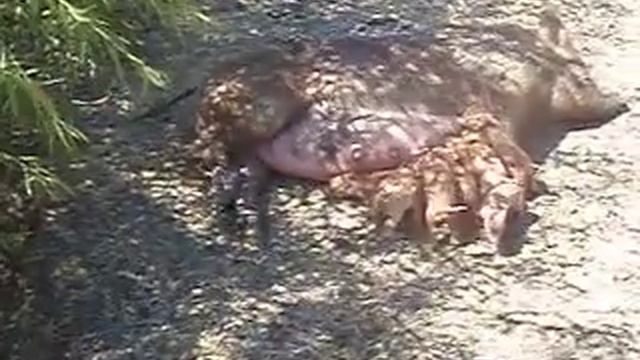 Eatwell Farm piglet video смотреть онлайн