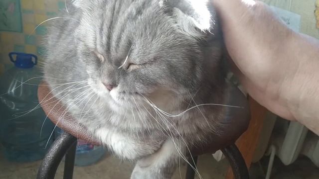 Favorite cats193. смотреть онлайн