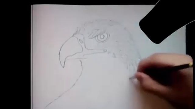 Как Нарисовать Орла карандашом - How to Draw a pencil Eagle смотреть онлайн