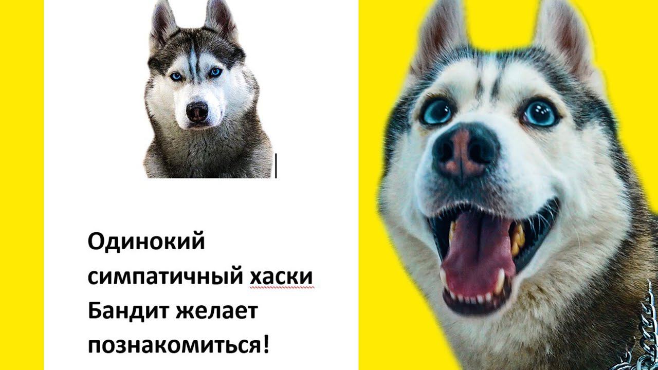 ОДИНОКИЙ ХАСКИ ЖЕЛАЕТ ПОЗНАКОМИТЬСЯ!! (Хаски Бандит) Говорящая собака / Хаски не маламуты смотреть онлайн