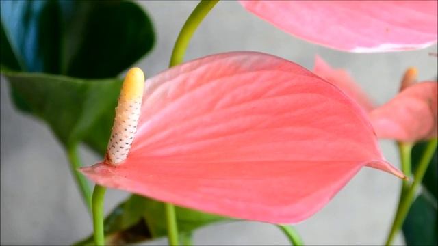 Антуриум Pink Explosion