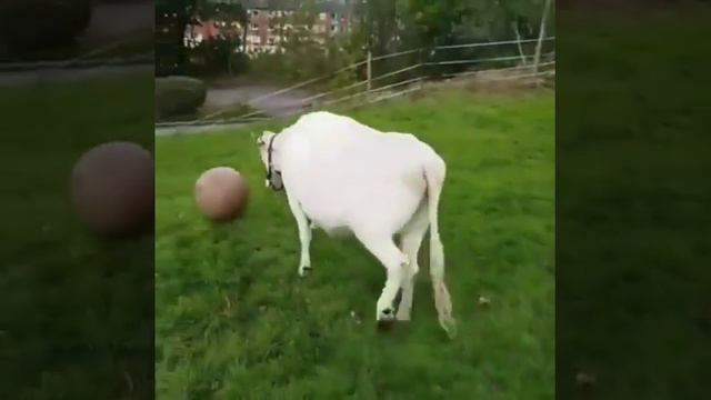 Когда в душе ты собачка