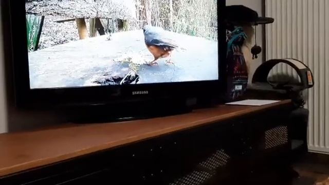 КОТ 🐈 ВНИМАТЕЛЬНО СМОТРИТ ТЕЛЕВИЗОР 🖥 смотреть онлайн