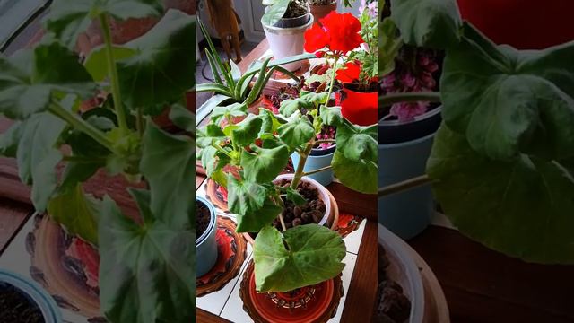 Updates on my semi hydroponic pelargonium cuttings, from june. смотреть онлайн