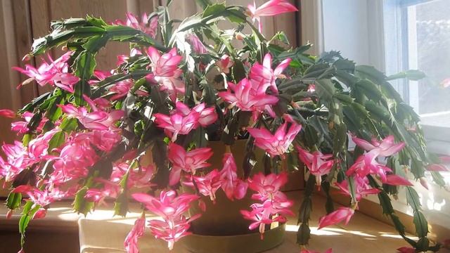 Зигокактус