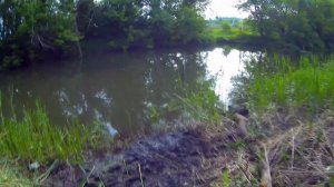 Слендер Поинтер от Биаркинг/Slender Pointer by Bearking