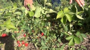 Супер сладкая клубника Джоли - эталон вкуса!