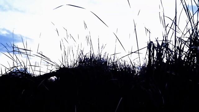 Охота на утку вечером. смотреть онлайн