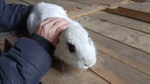 Случка кроликов: молодых крольчих и самок после окрола