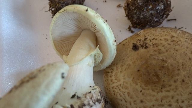 Amanita citrina (Schaeff.) Pers. čes. muchomůrka citronová смотреть онлайн
