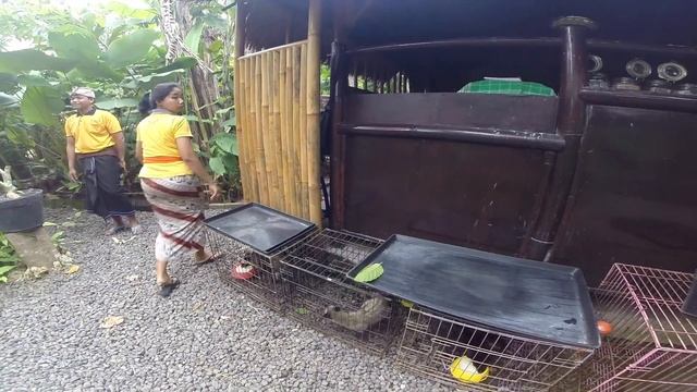 Кофе Лювак/Kopi luwak/bukit смотреть онлайн