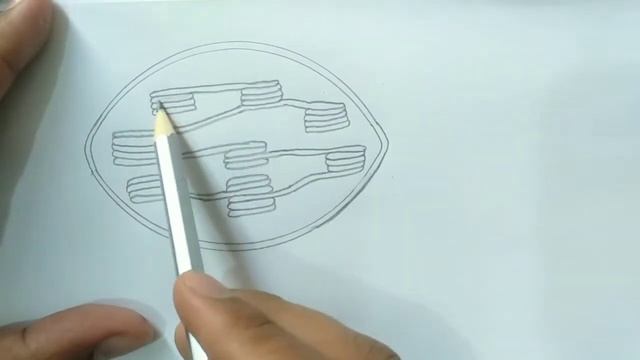 Chloroplast Drawing step by step l Biology Drawing l смотреть онлайн