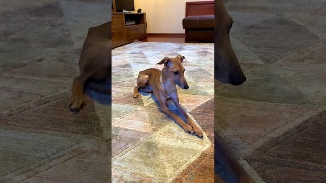 GRAZIA ITALIANA VERNER VAN CAMP. Italian greyhound. Premium kennel (720p) смотреть онлайн