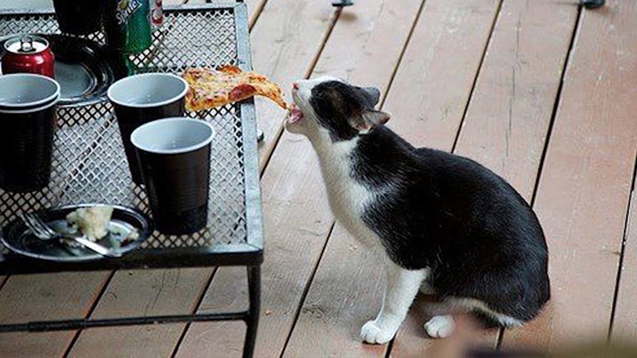 Я РЖАЛ ЦЕЛЫЙ ЧАС?ПОДБОРКА СМЕШНЫХ КОТОВ И СОБАК ДЛЯ ХОРОШЕГО НАСТРОЕНИЯ #18 смотреть онлайн