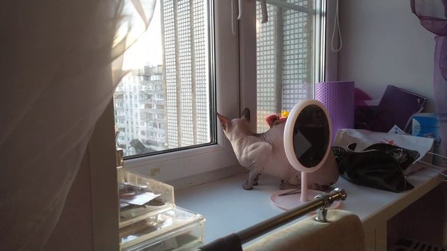 Голубь дразнит кота сфинкса смотреть онлайн