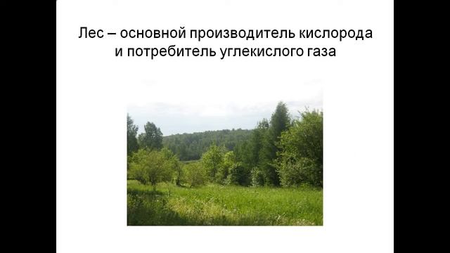 Значение лесов смотреть онлайн