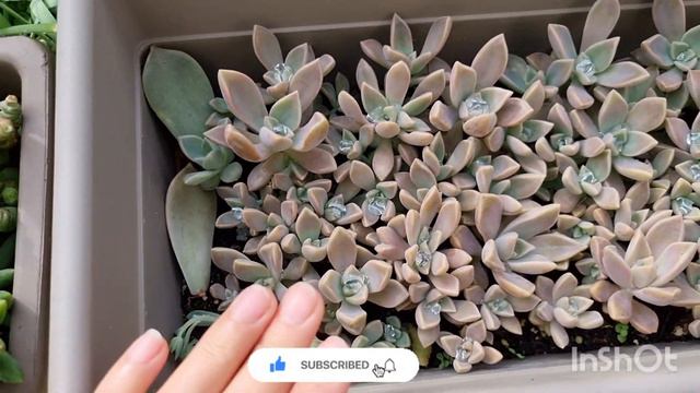 After 5 months growth | Graptopetalum paraguayense | Ghost Plant | Succulente | Fast growing смотреть онлайн