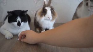 Кто любит дивитса канал ,,Анука -Давайка``