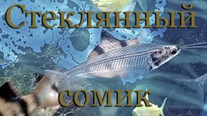 Стеклянный сом: содержание, уход, половые отличия, разведение, видео обзор