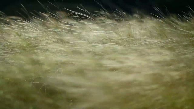 Canon EOS 70D sample video 1080P смотреть онлайн