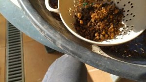 Расширение ствола у бонсай. Создание правильной наземной корневой системы бонсай. Все о небари.