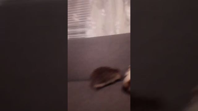 Как мы поймали ежика ! :-) смотреть онлайн