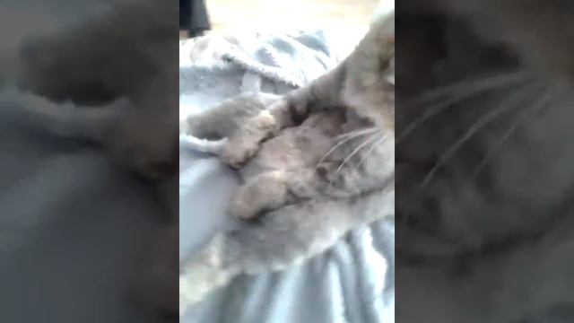 Кот сидит на попе и моется смотреть онлайн