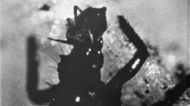 Безопасные методы защиты растений от вредителей, 1976. смотреть онлайн