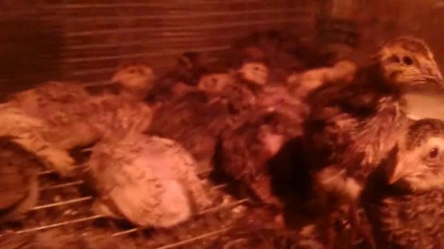 Перепела 18 дней и сегодняшние смотреть онлайн