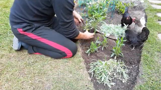 A Guy In The Garden - Episode 21 смотреть онлайн
