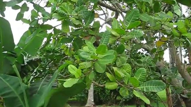 Anacardium occidentale Cashew Tree смотреть онлайн