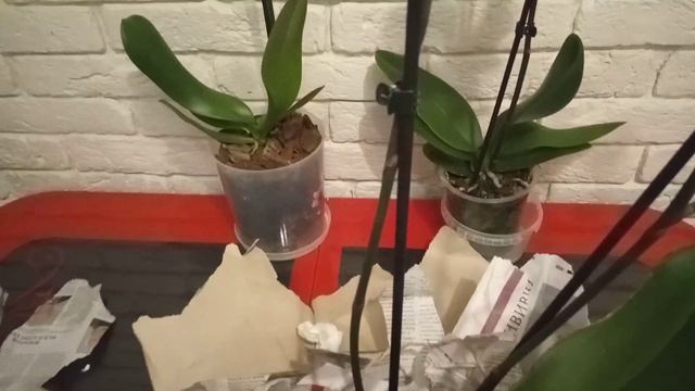 Наконец - то я её получила, королева Каменная роза. смотреть онлайн