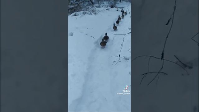 любите всех зверей РБ ДОБРА и счастья Миру мир на этой планете смотреть онлайн