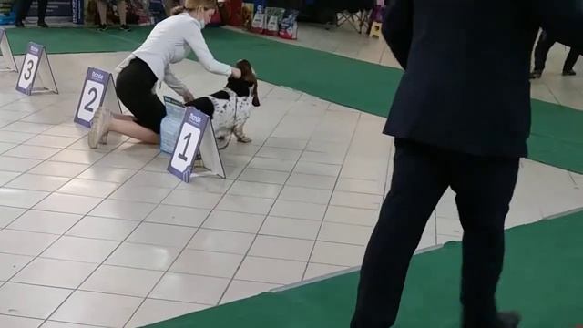 Basset Hound / Бассет-хаунд 25 апреля 2021 г. Екатеринбург ВЫСТАВКА СОБАК 1