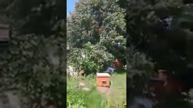 Пасека в Белгородской области смотреть онлайн