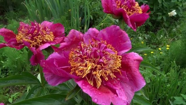 Пион КАЗАЧЕК ? Paeonia KAZACHOK: обзор, описание, цветение, отзыв смотреть онлайн