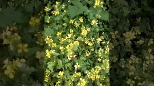 Пчелы собирают пыльцу и нектар с горчицы?