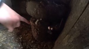 Ярослава Ухаживает За Кроликами в Деревне - Развлекательное Видео Для Детей | Tiki Taki Kids